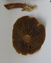 Suillus paluster