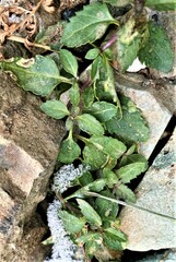 Veronica macrostemon