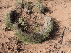 Muhlenbergia torreyi