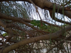 Chamaeleo chamaeleon chamaeleon