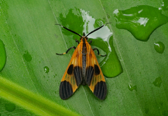 Dycladia correbioides