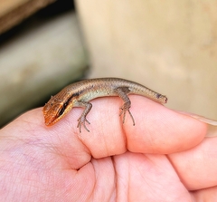 Trachylepis wahlbergii