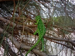 Chamaeleo chamaeleon chamaeleon