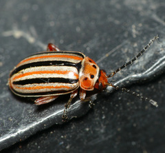 Disonycha punctigera