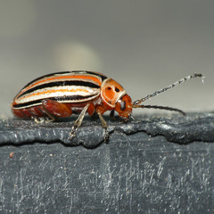 Disonycha punctigera