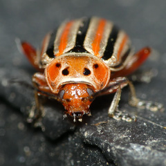 Disonycha punctigera
