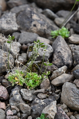 Draba oblongata