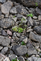 Draba oblongata