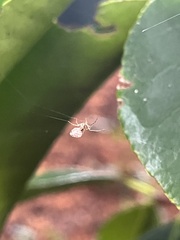 Araneomorphae