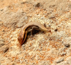 Trachylepis wahlbergii