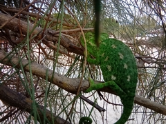 Chamaeleo chamaeleon chamaeleon