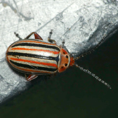 Disonycha punctigera