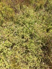 Diastella divaricata divaricata