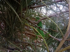 Chamaeleo chamaeleon chamaeleon