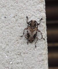Aegomorphus jaspideus