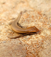 Trachylepis wahlbergii