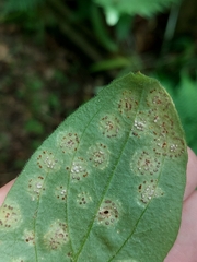 Puccinia arenariae