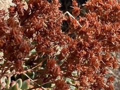 Sedum obtusatum