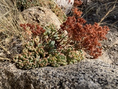 Sedum obtusatum