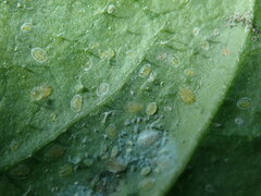 Aleyrodes proletella