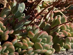 Sedum obtusatum