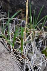 Alopecurus magellanicus