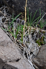 Alopecurus magellanicus