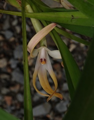 Maxillaria