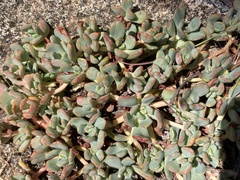 Sedum obtusatum