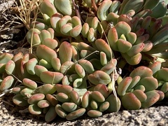 Sedum obtusatum