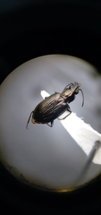 Bembidion recticolle
