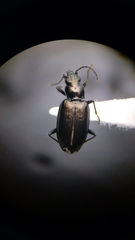 Bembidion recticolle