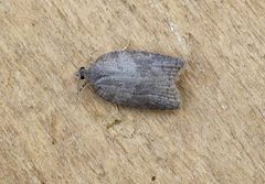 Acleris sparsana