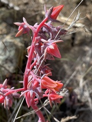 Echeveria