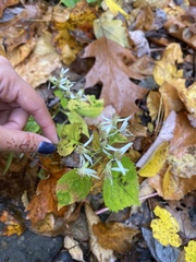Eurybia schreberi