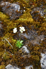 Draba ochroleuca