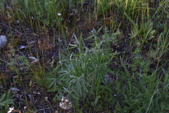 Lupinus sericeus