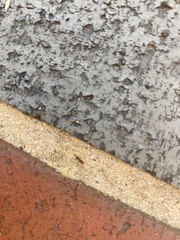 Solenopsis saevissima