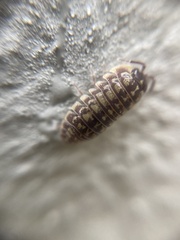 Armadillidium versicolor