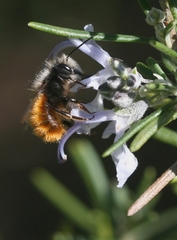 Osmia