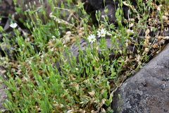 Stellaria crassipes