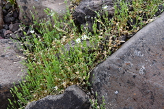 Stellaria crassipes