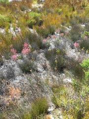 Erica gnaphaloides