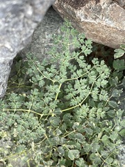 Thalictrum foetidum