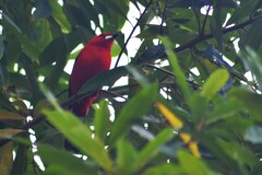 Ramphocelus bresilius