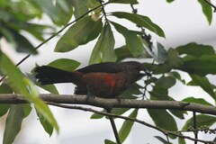 Ramphocelus bresilius