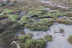 Suaeda novae-zelandiae