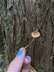 Galerina semilanceata