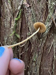 Galerina semilanceata