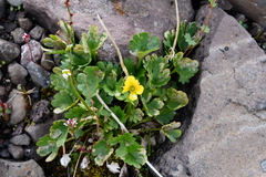 Ranunculus sulphureus